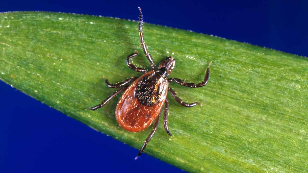 Tick bites and Lyme disease: What to do if a tick bites you or your pet
