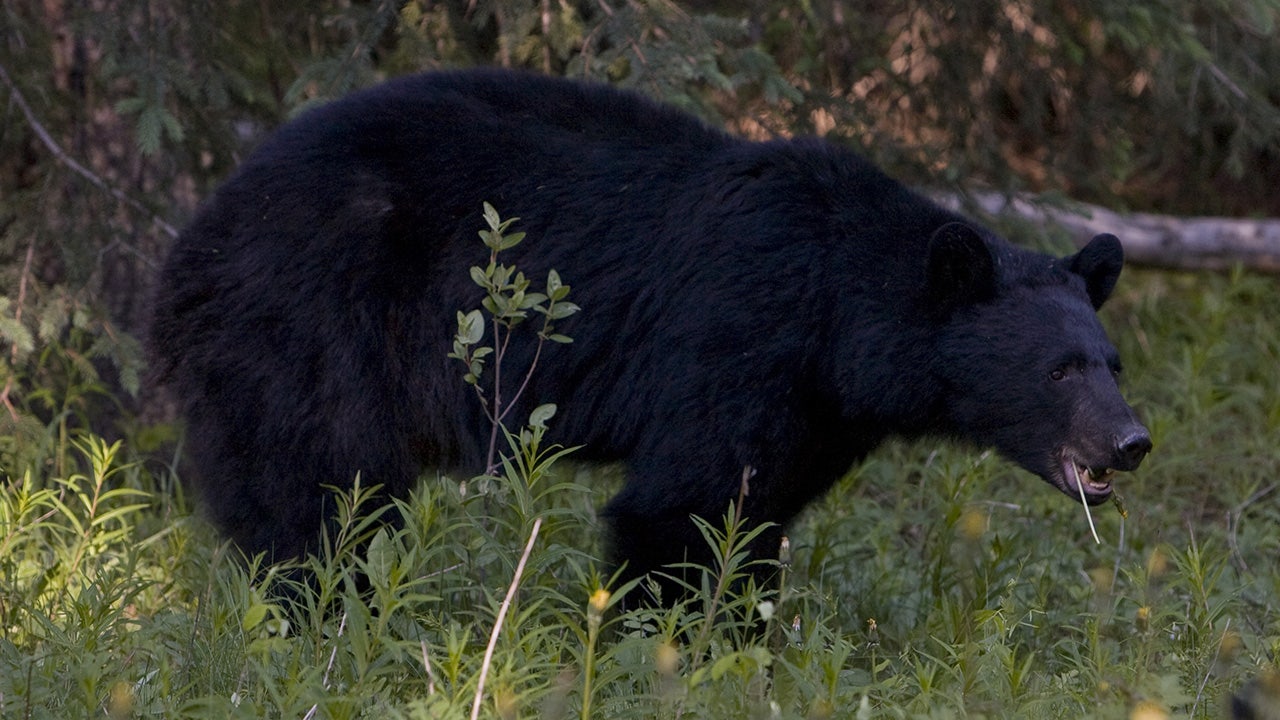 Black bear ‘destroyed’ after killing hikers’ dog, hiding body in Canada's Jasper National Park