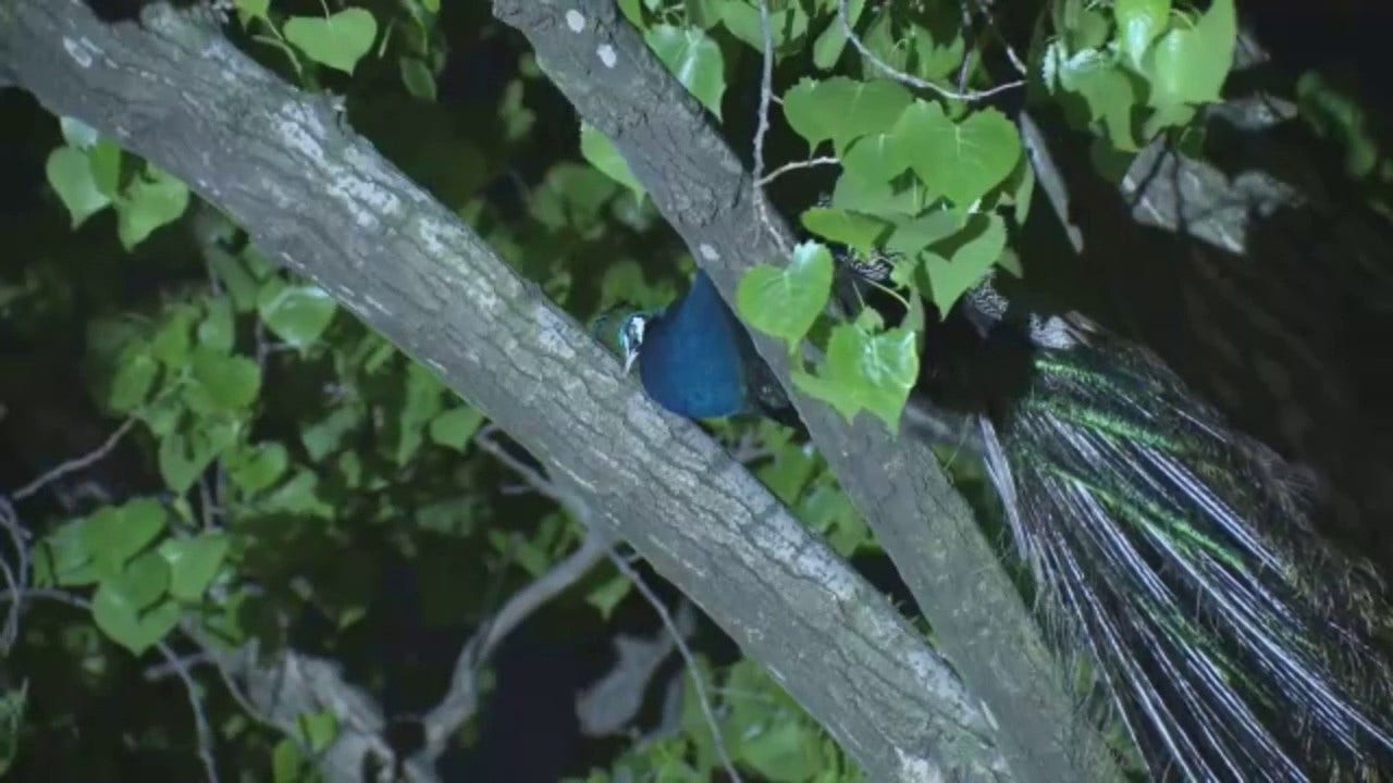 ‘Vicious’ Bronx peacock, dubbed Raul, bites man, flees to local park tree: 'I thought I was high'