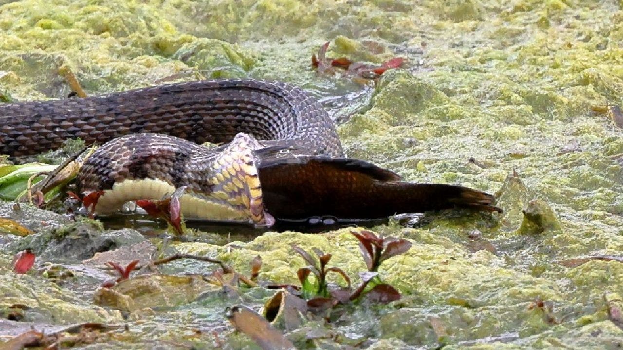 This diamondback water snake expanded its jaw to accommodate its fishy prey, photos captured by Ed Means show. (Ed Means)