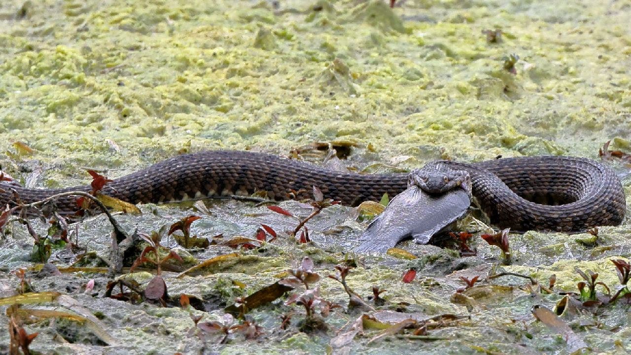 Texas photographer captures huge snake devouring fish: 'If you're squeamish, then scroll'