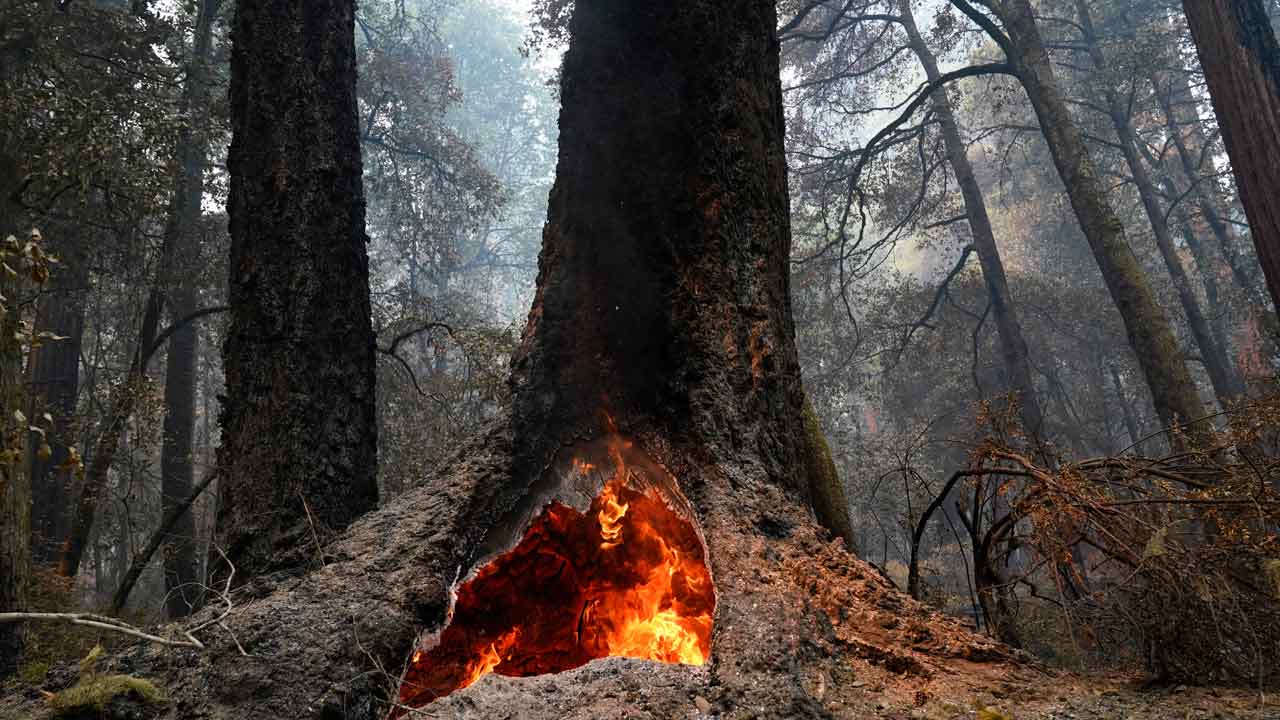Biden administration expected to announce plan to protect forests from fire, other climate change side affects