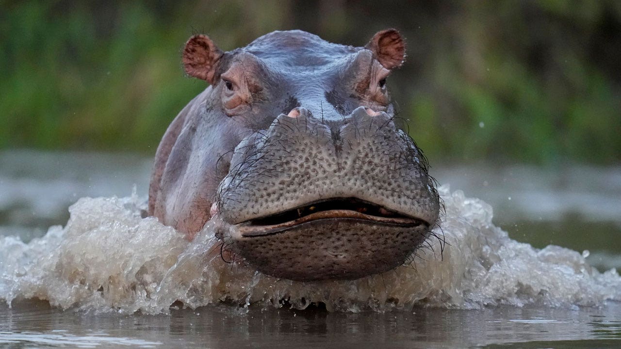 Pablo Escobar hippo killed in highway collision in Colombia