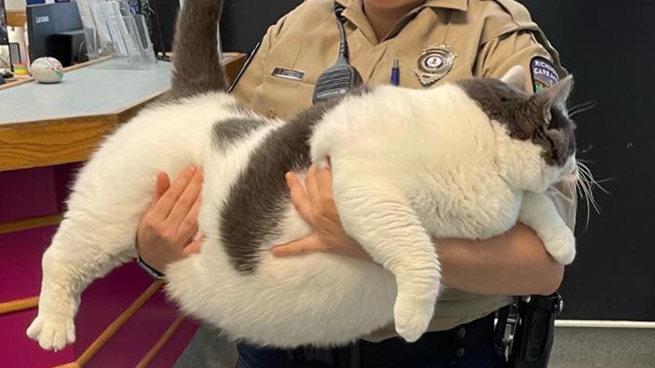 Virginia Cat Weighing Nearly 40 Pounds Is Adopted In Mere Hours That 