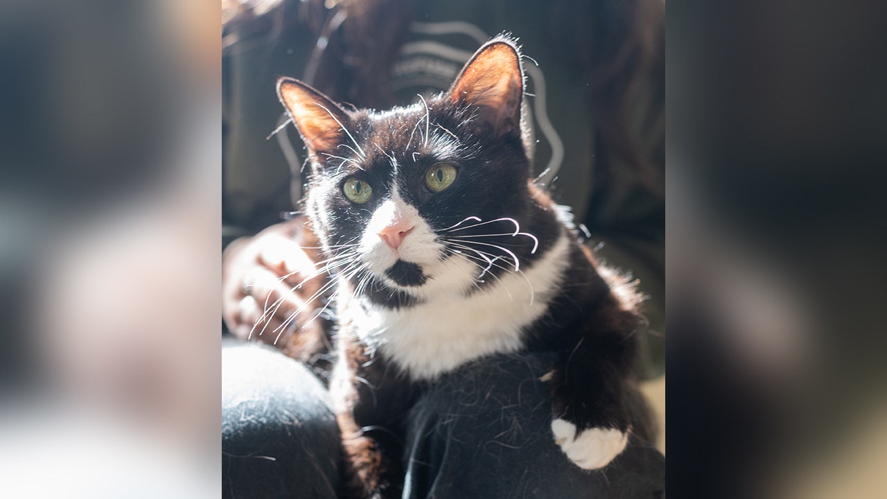 Cat in Maine, a ‘sweet, affectionate’ girl with diabetes, seeks loving home