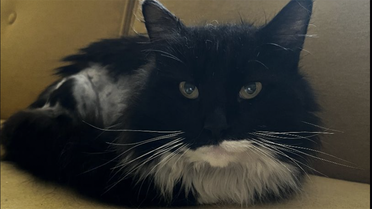 Maryland cat named Oyster hopes to be the pearl of a new family Fox News