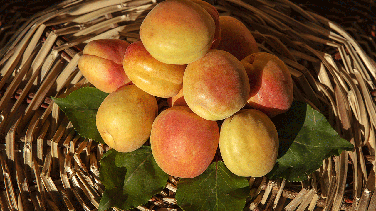 There are many different ways to use apricots, such as making a springtime jam or throwing them on the grill.