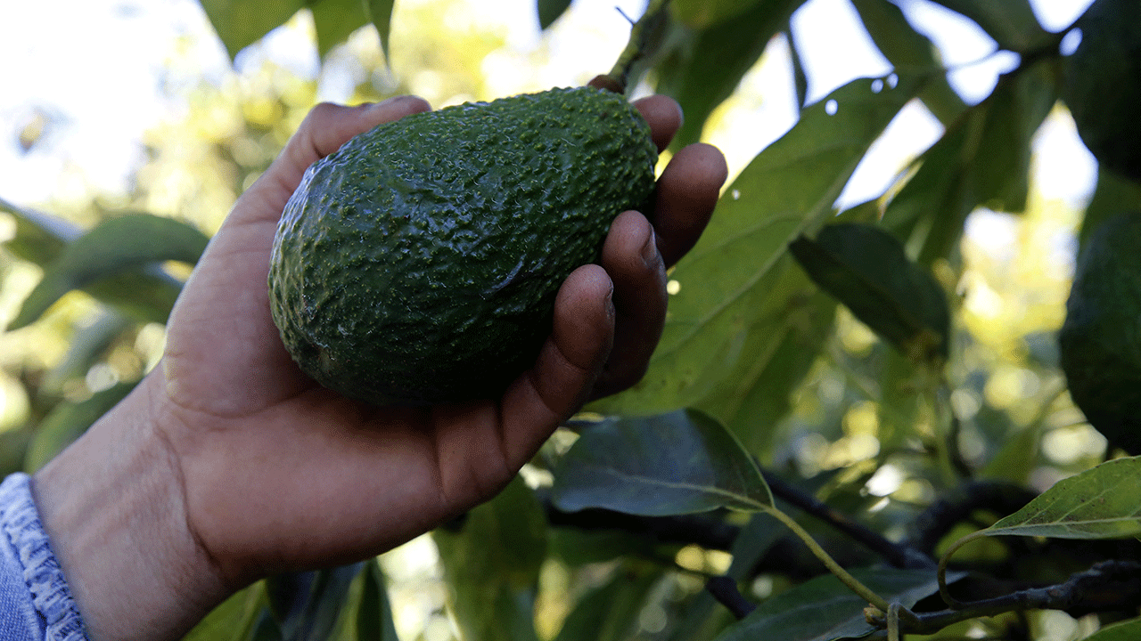 Hand holding an avocado 