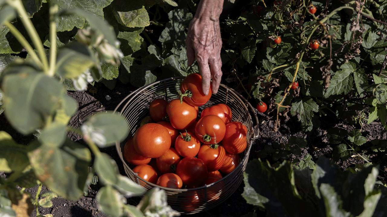 Homegrown tomatoes