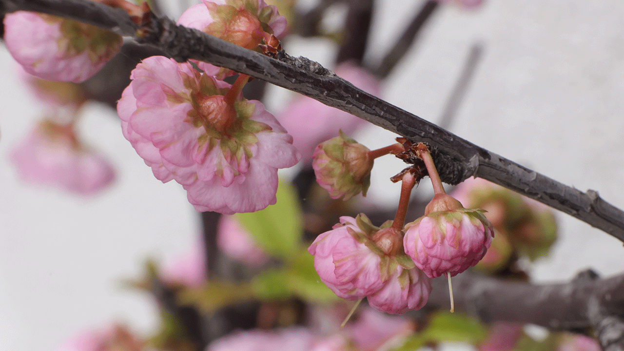 Blossoms on a cherry tree