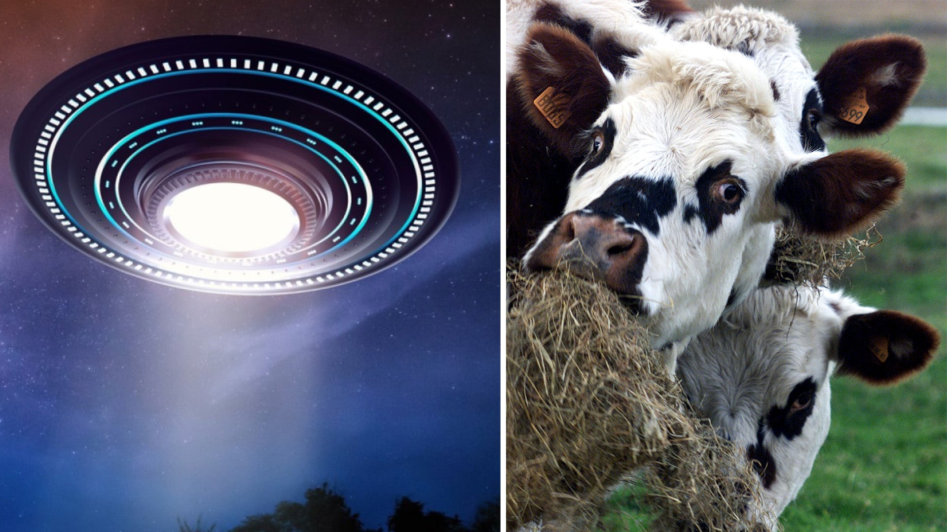 Mysterious deaths of six cattle in Texas sparks UFO fears: 'Something strange' is happening