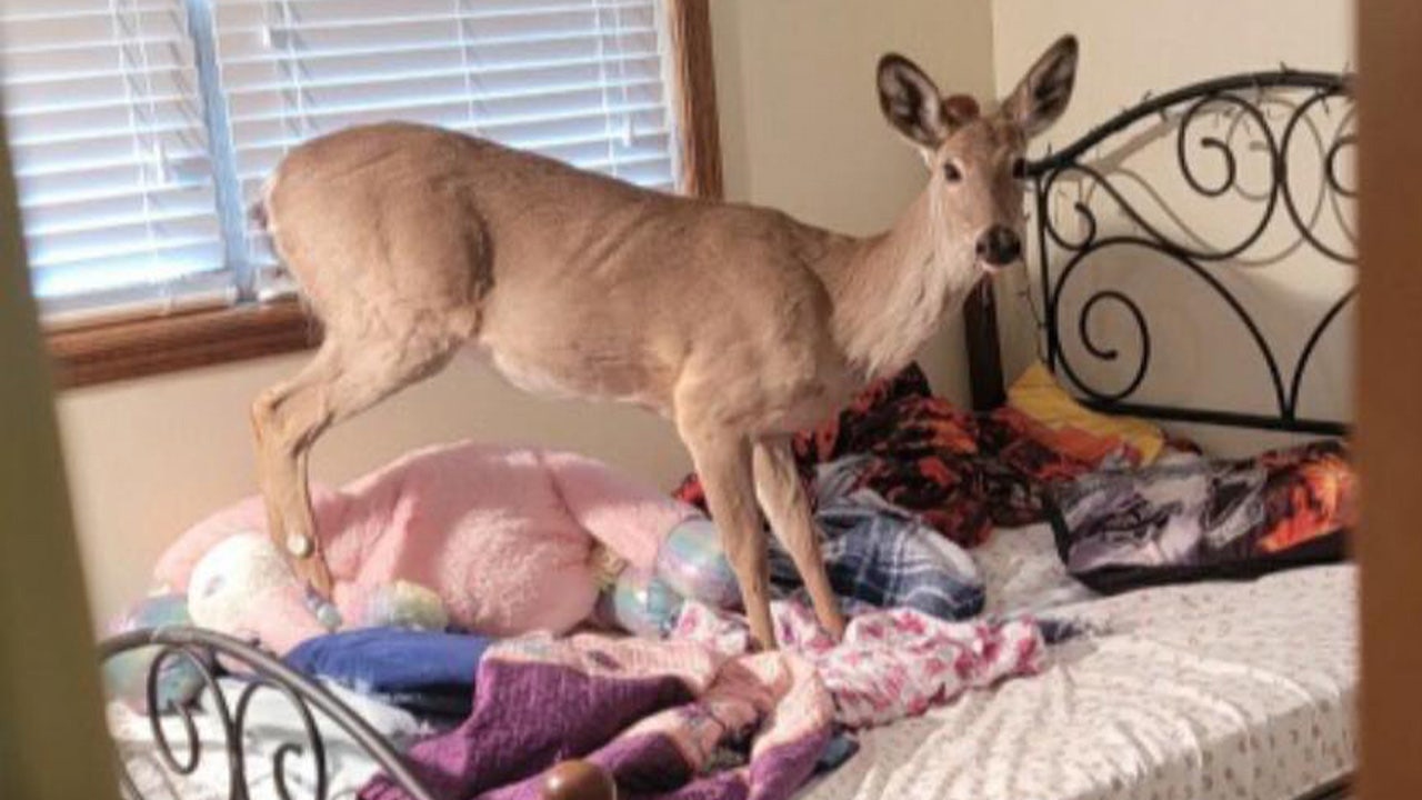 News :Deer breaks through window of Michigan home, jumps on family’s bed
