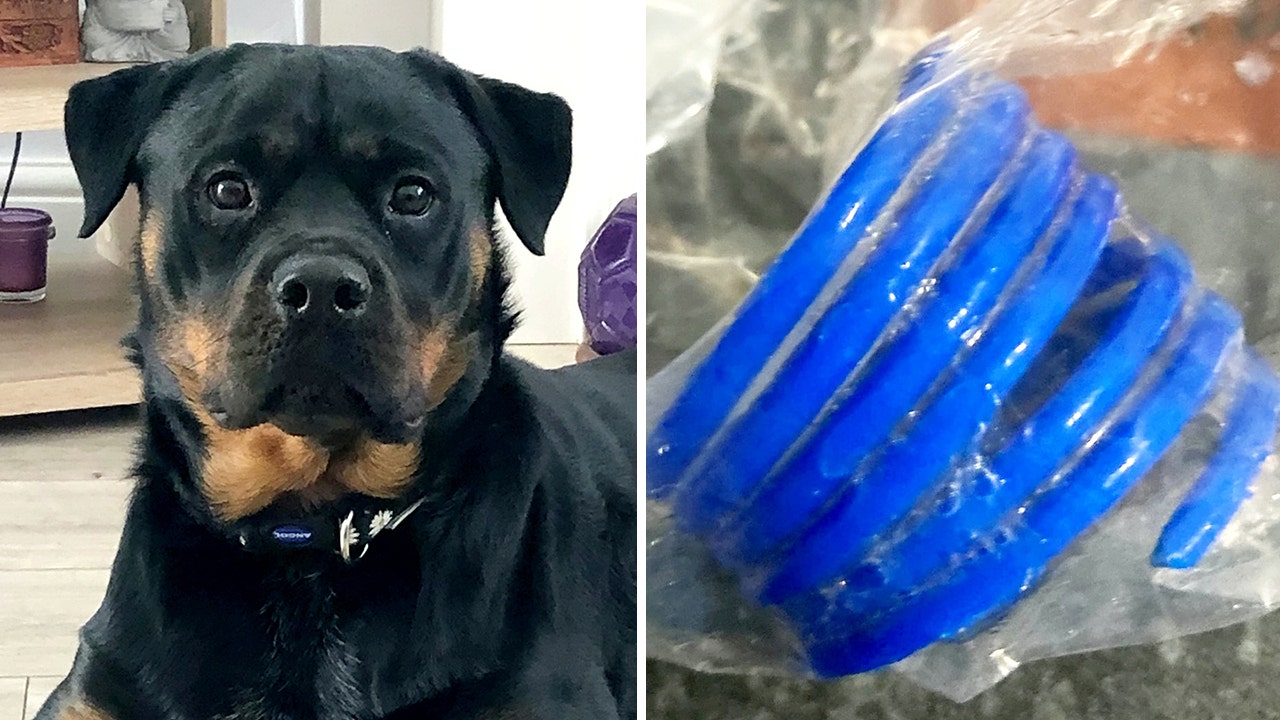 Dog swallows cat toy, has lifesaving procedure to remove plastic from her stomach