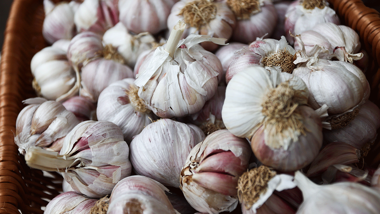 Garlic