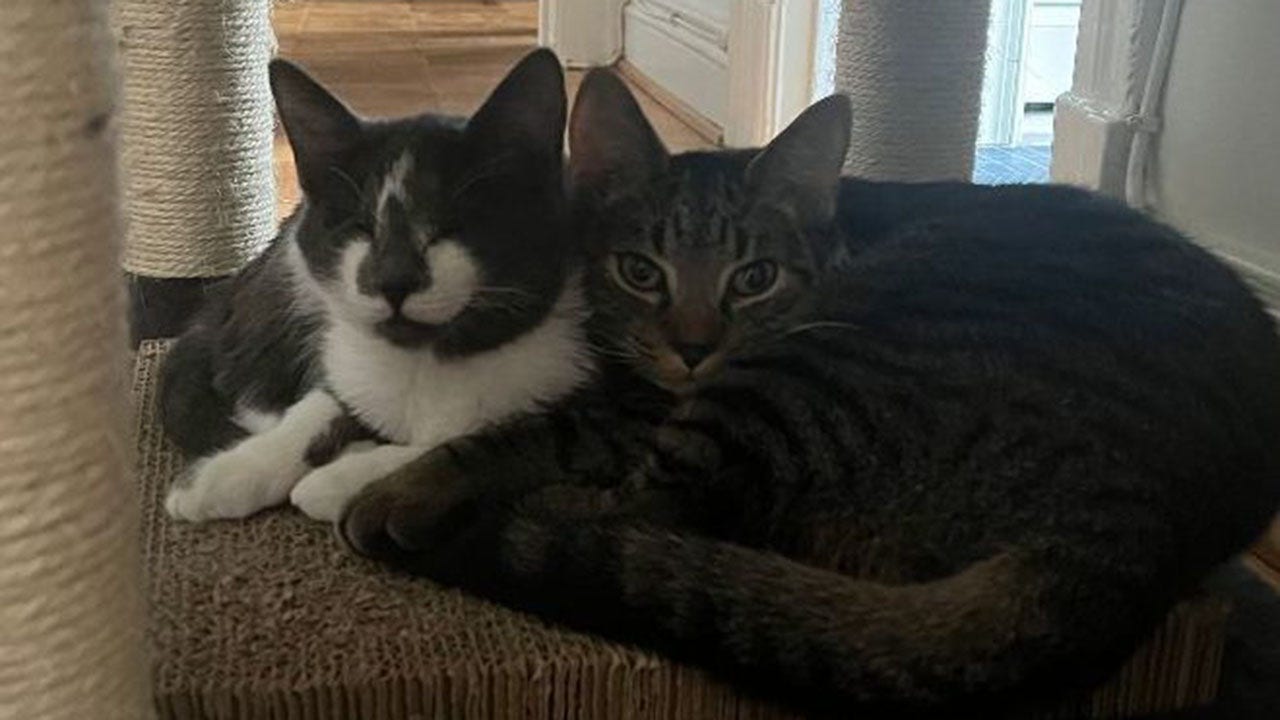 Maryland kitties Glenda and Saturn, two 'super-friendly felines,' are looking for a home together