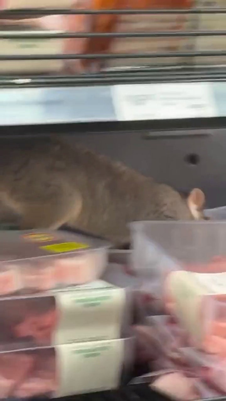 Huge possum seen crawling through meat section of grocery store