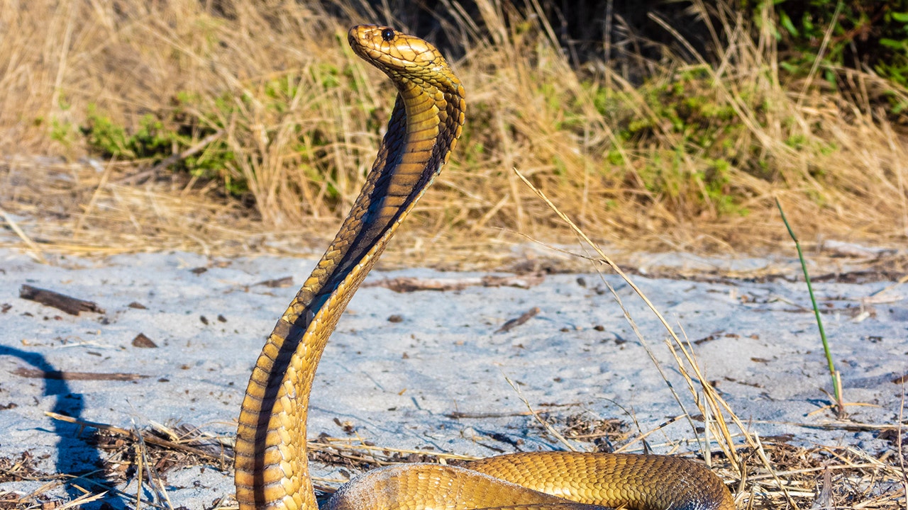 Kapkobra-Schlange Südafrika