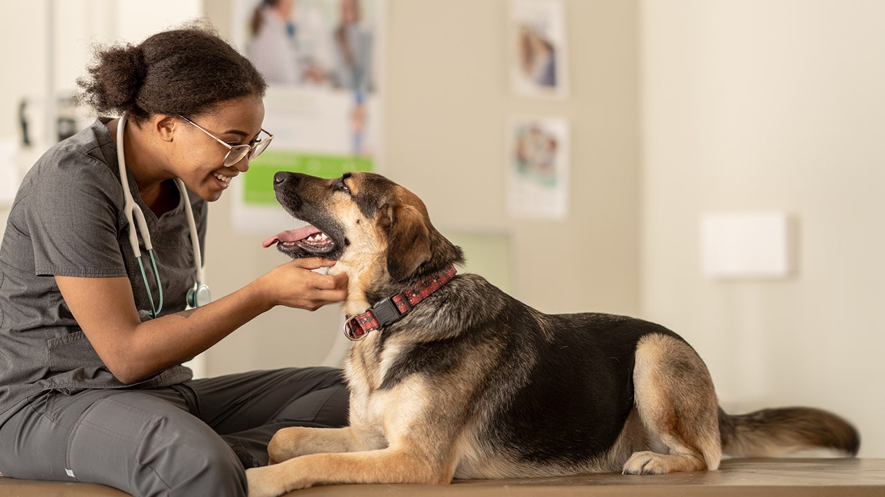 A German shepherd was choking on a Kong toy lodged in his esophagus when a veterinarian jumped into action. Find out what happened. (iStock)