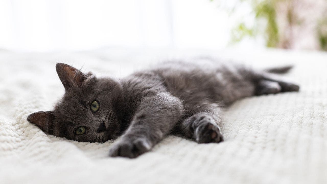 Cat caught on camera climbing into owner’s bed for nighttime cuddles