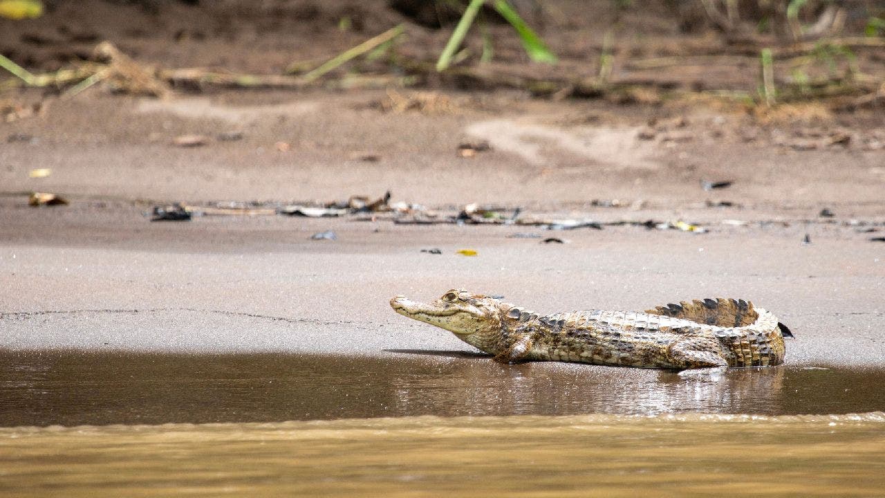 Alligators of Texas (Gulf Coast Books, sponsored by Texas A&M