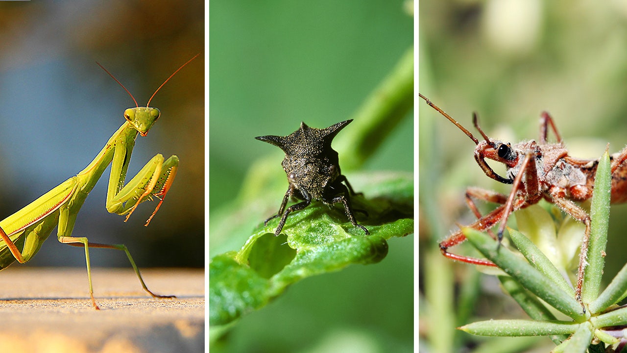 Odd bugs: Fascinating facts about praying mantises, walking sticks and other unique-looking insects