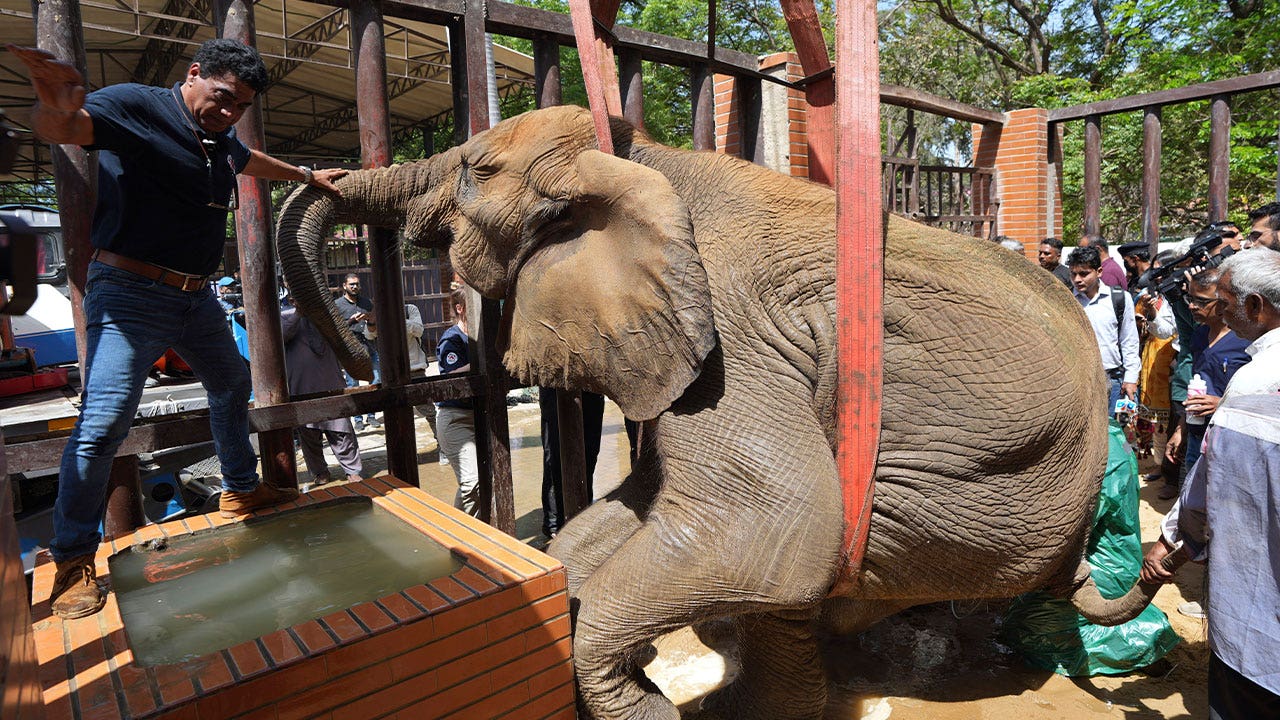 International veterinarians save ailing elephant at Pakistani zoo after