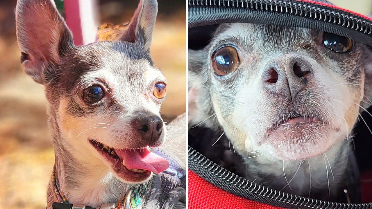California dog named Platinum, a silver Chihuahua, has had a tough road, needs a forever home