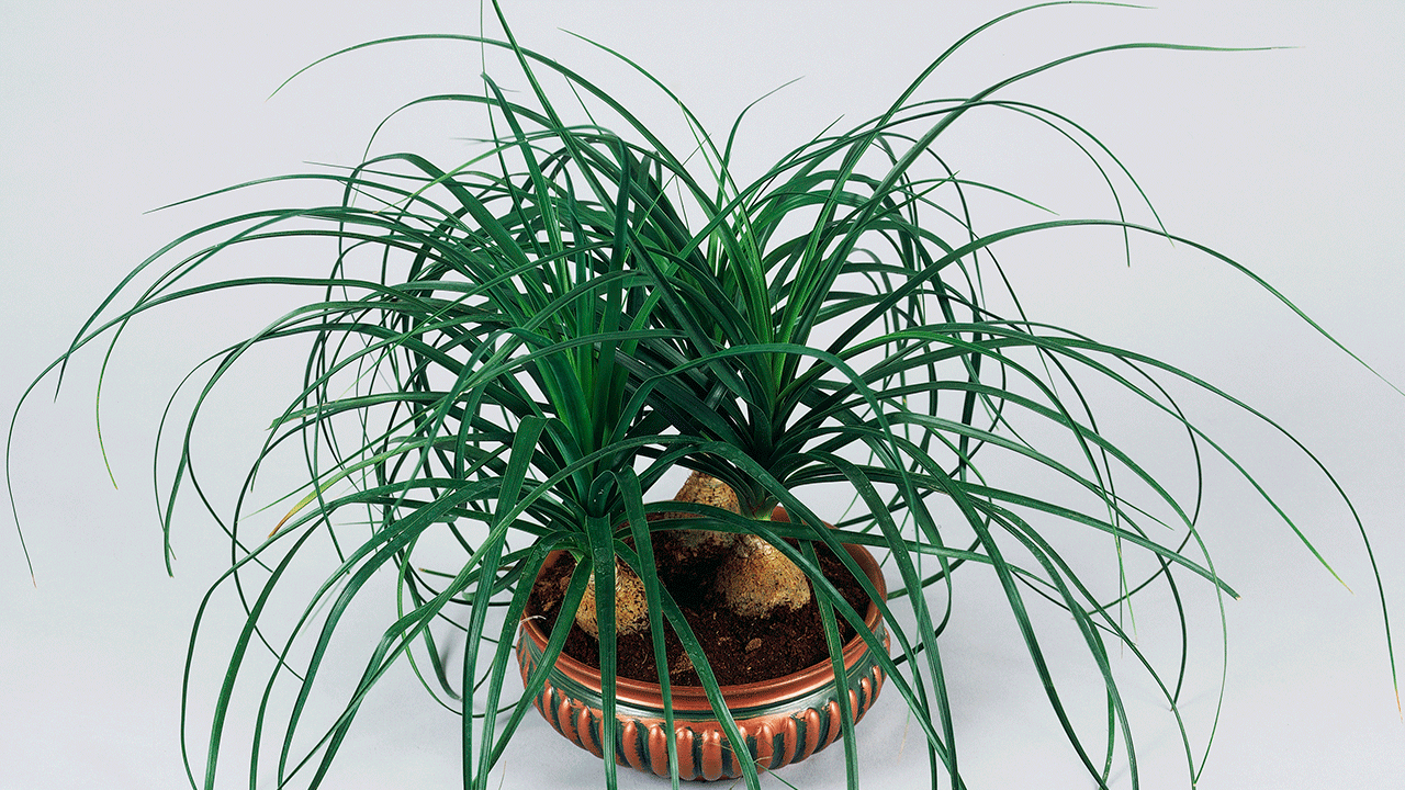Ponytail palm plant