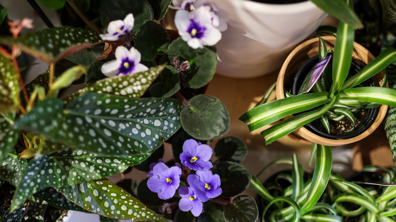 Stunning indoor houseplants to brighten any space in your home this spring