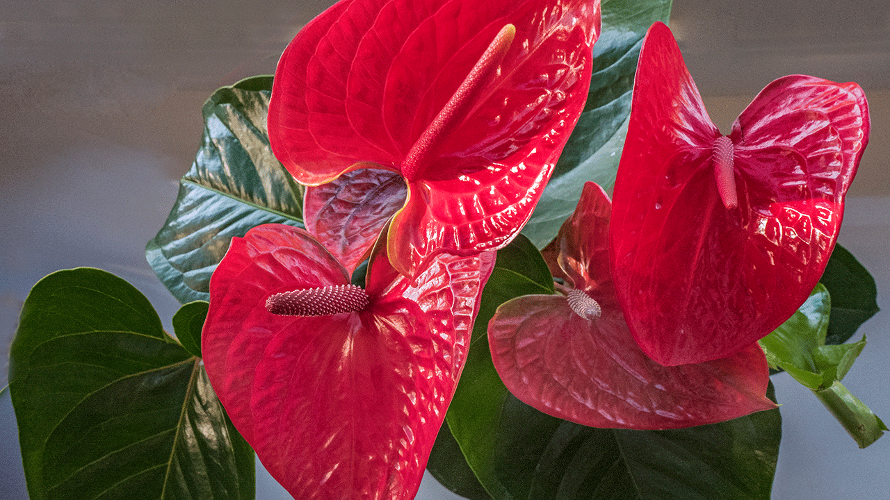 Red Anthurium, also known as a Flamingo Lily