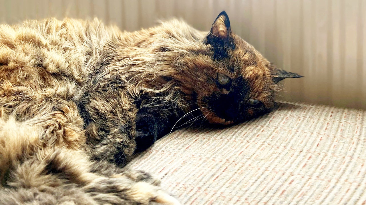 This cat, nearly 32 years old, has a shot at being the oldest feline in the world