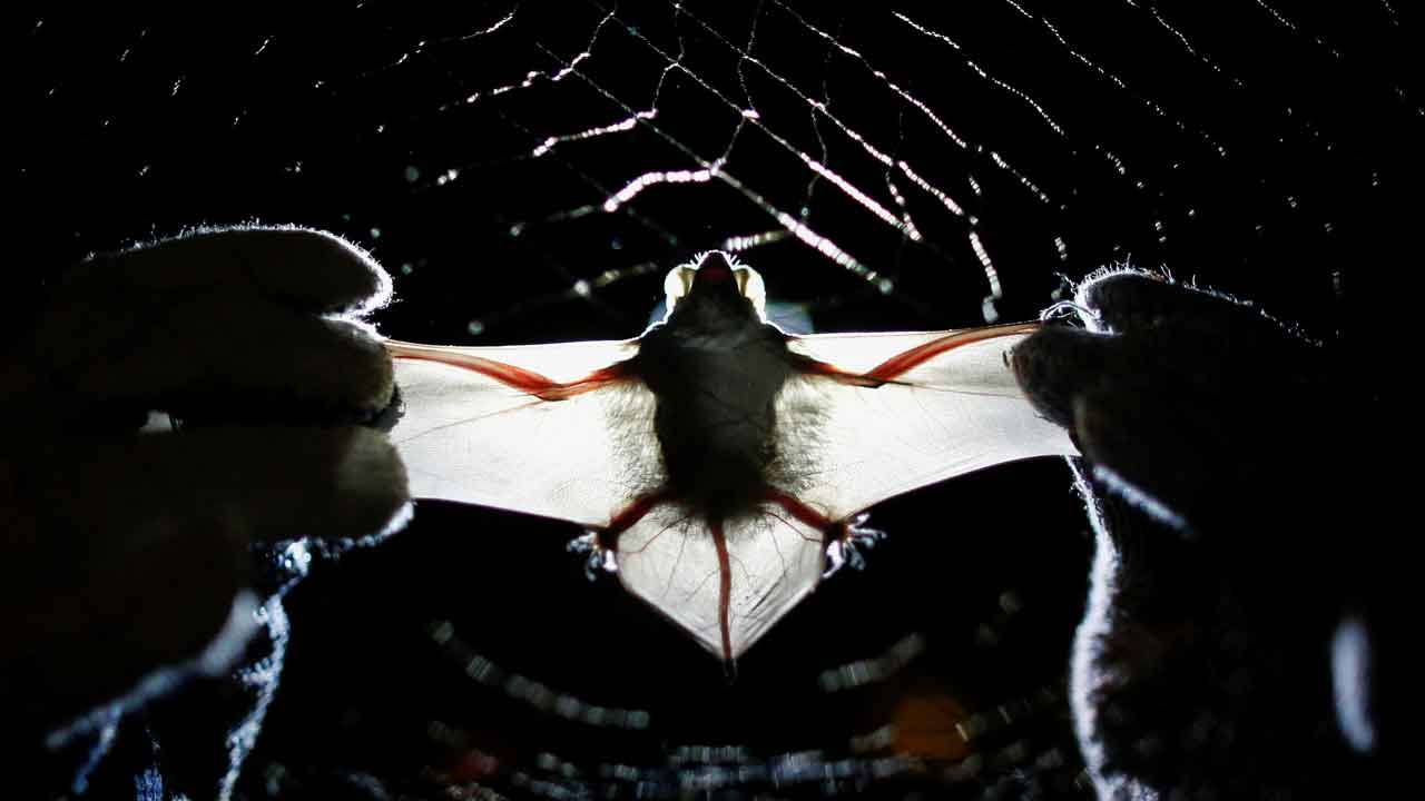 Risk of bat-borne virus’ increases as people encroach on their habitats, according to Reuters study