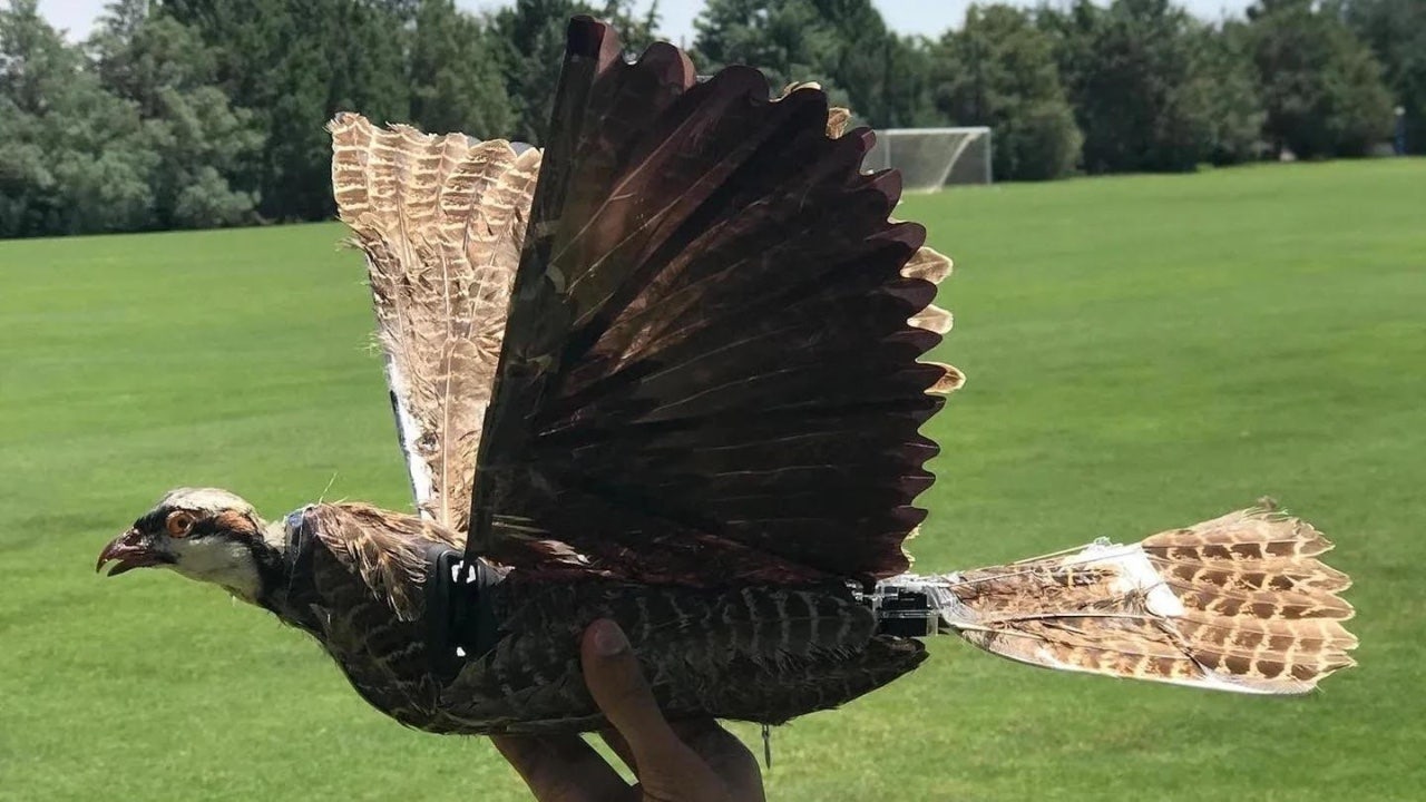 Could these creepy dead stuffed birds be used as drones for the military?
