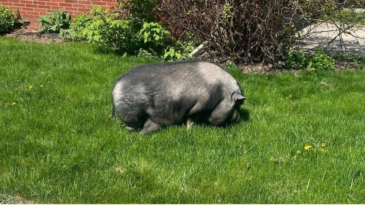 Wisconsin potbellied pig 'Albert' lured home with fruit snacks: 'Sweet and sticky treats'