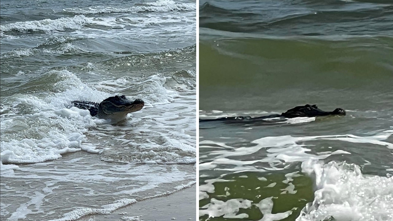 Huge alligator swimming in Alabama ocean shocks beach-goers: 'Never charged or hissed'
