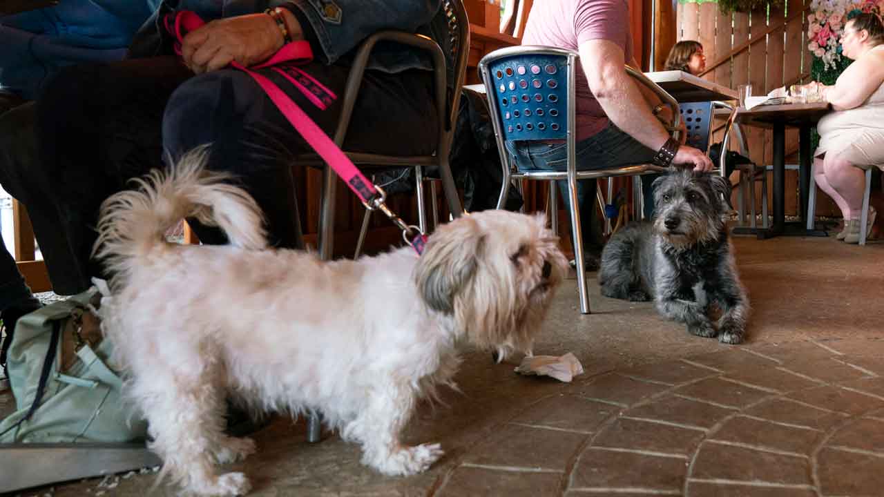 As pet ownership rises across the US, government rules restaurants can allow dogs in outdoor dining spaces
