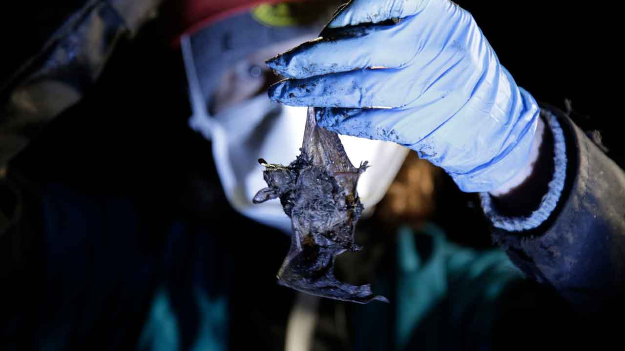 „Hoffnungsschimmer“: Winzige Fledermausarten beginnen sich wieder zu besiedeln, nachdem Pilze die Population dezimiert haben