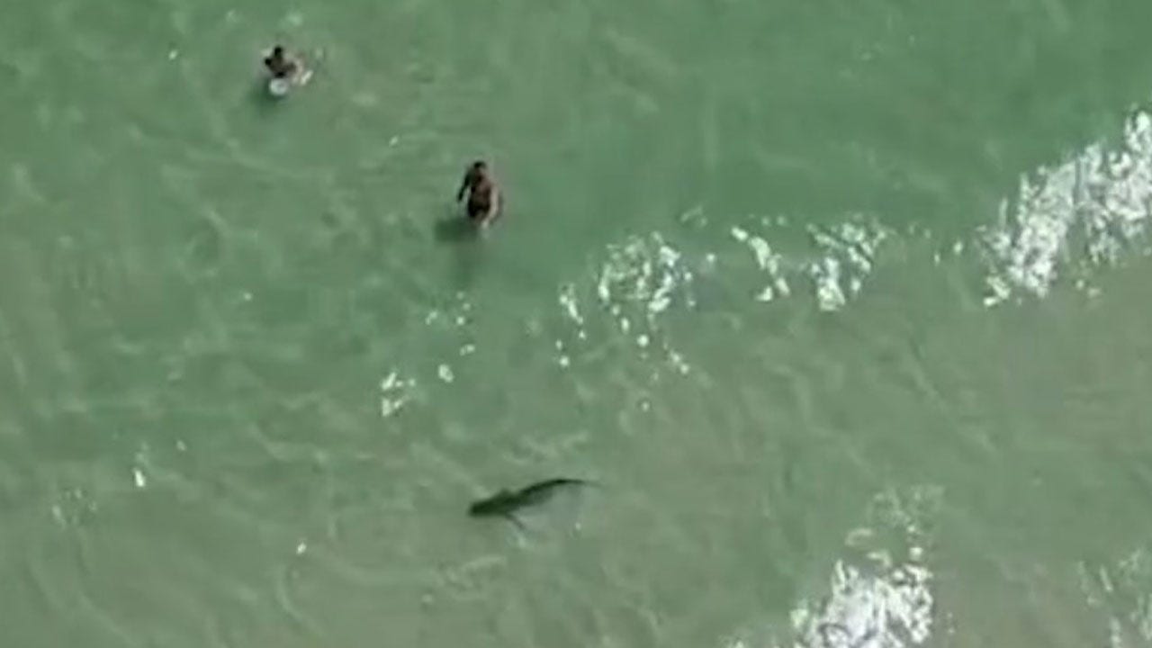 Drone footage shows shark circling man and small child at Alabama beach