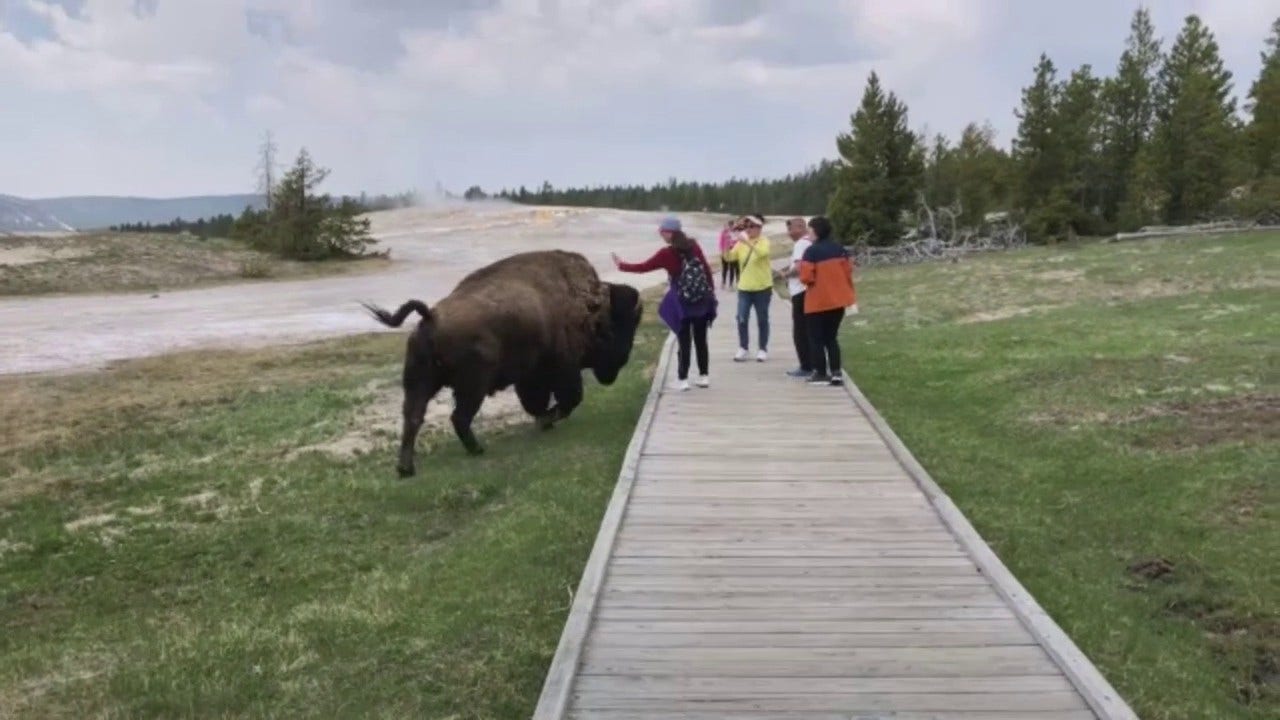tourist yellowstone bison