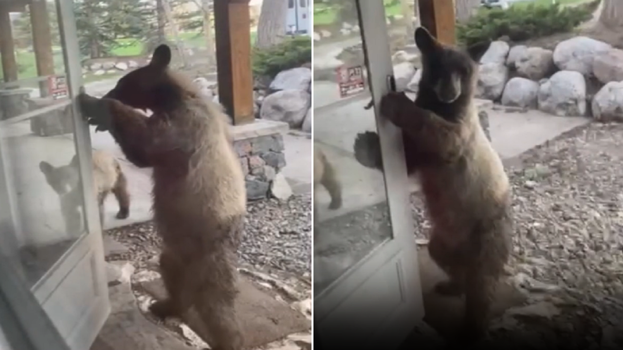 صاحب منزل في كولورادو يلتقط فيديو لدب وهو يفتح الباب الأمامي