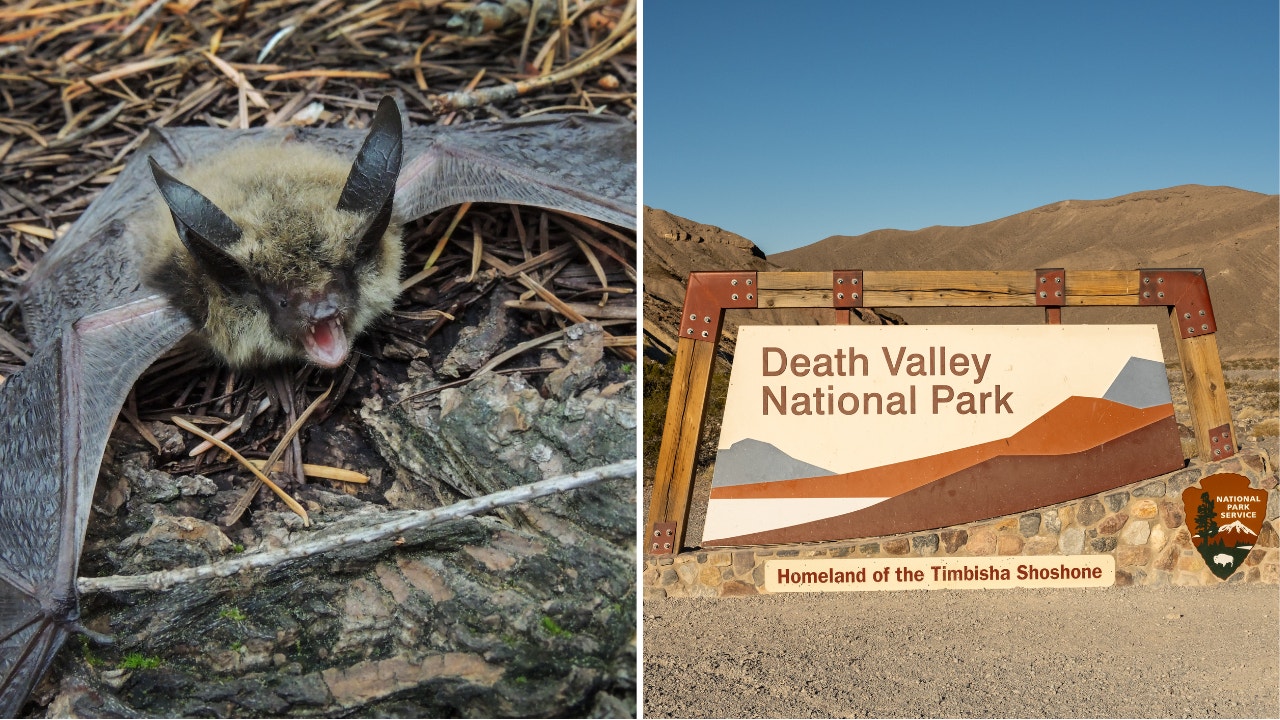 Bat rabies warning issued by National Park Service after California woman gets bitten: 'Behaving strangely'
