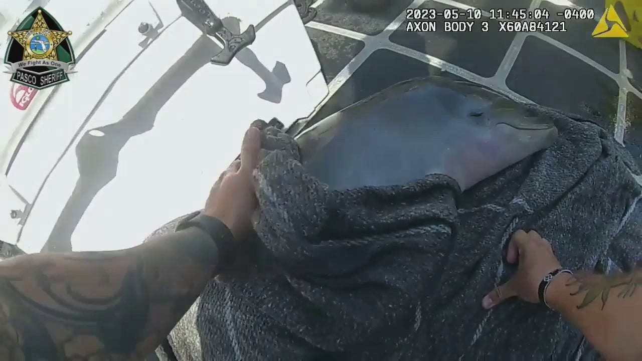 News :Florida deputies help rescue newborn dolphin struggling alone in ocean, video shows