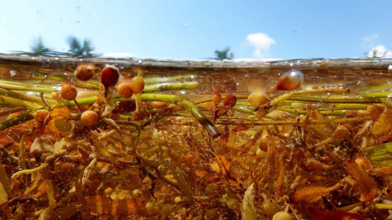 Seaweed piles in Florida may contain flesh-eating bacteria