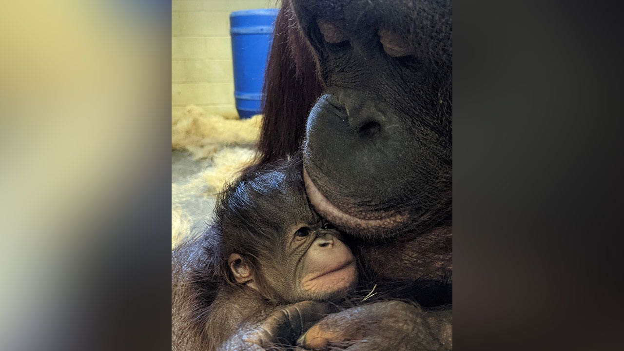Missouri zoo welcomes newborn Bornean orangutan just before Mother's Day