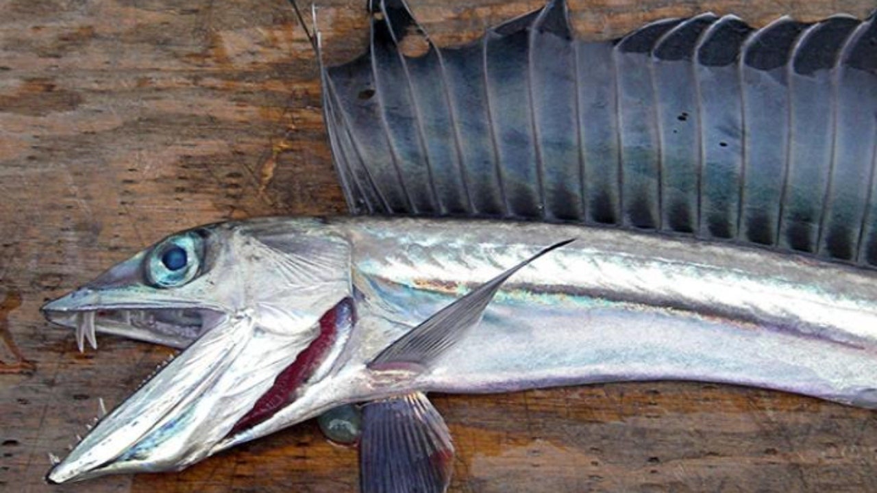 Creepy deep sea lancetfish mysteriously wash up on Oregon beaches