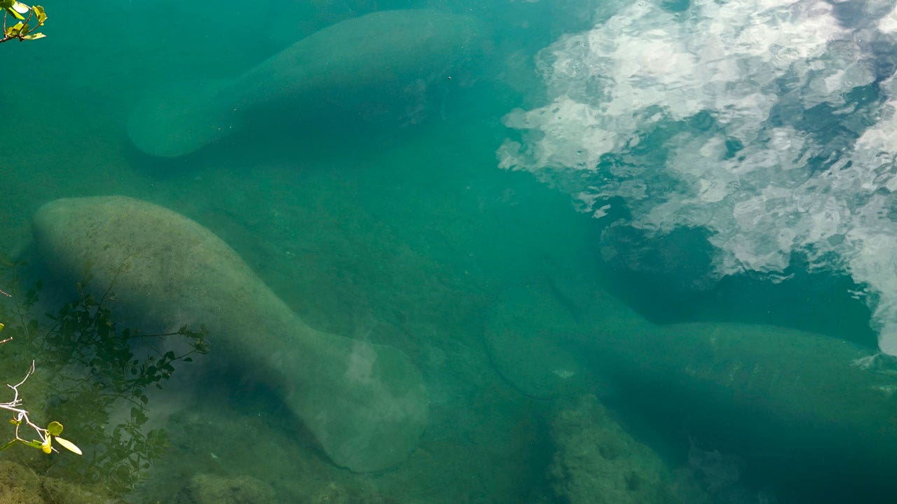 Groups plan to sue federal wildlife officials over manatee protection