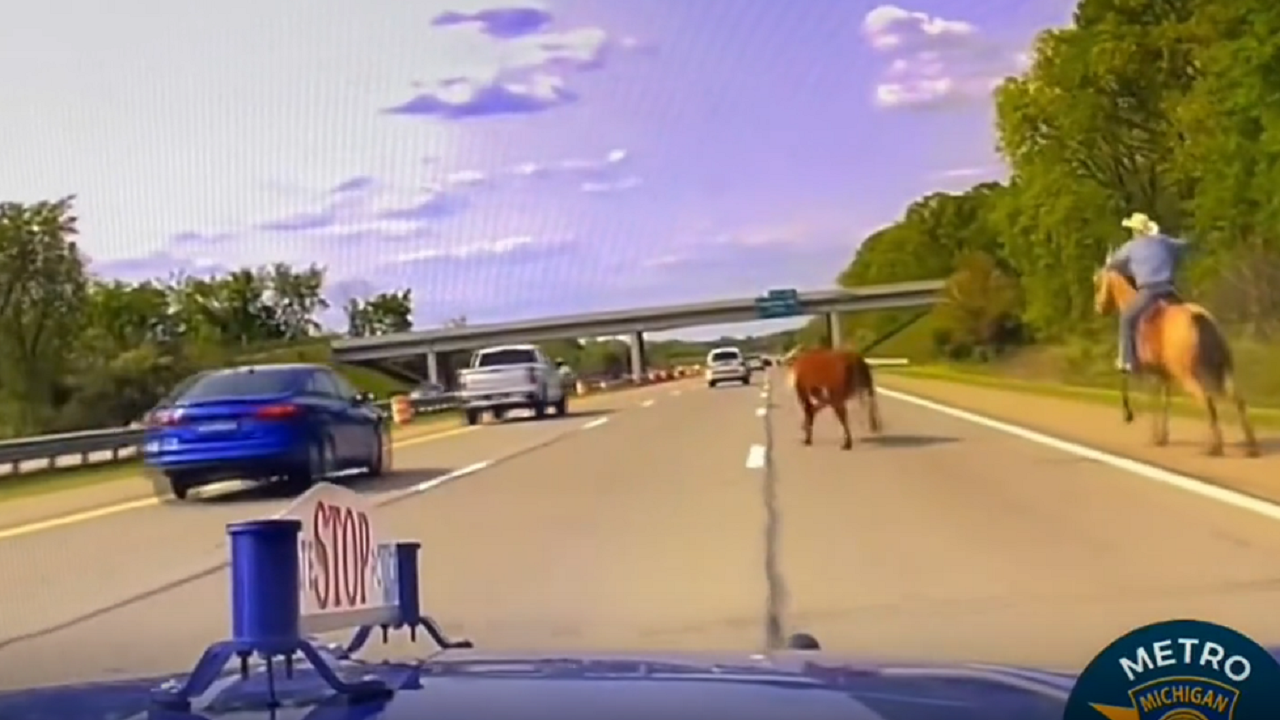 MSP video shows cowboy on horseback cashing steer on I-75