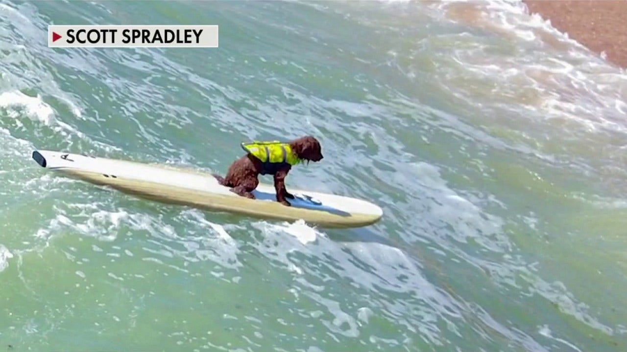 Mini Goldendoodle 'Charlie Brown' wins 'Best wave' in Florida surfing contest