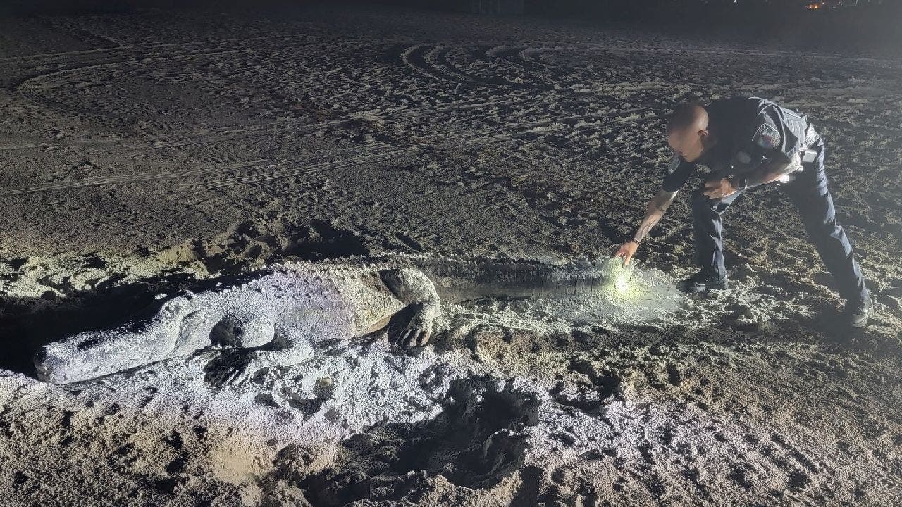 Florida 'alligator' spotted on beach yields surprise for police: 'Crikey! Look at the size'
