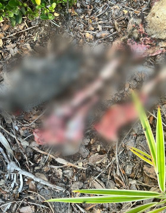 Florida pro-life pregnancy center targeted with decapitated chicken, mutilated lamb in ‘ritualistic attack’